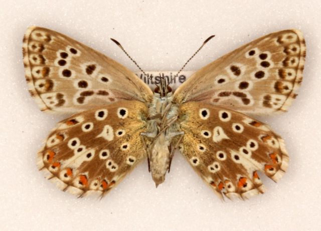Polyommatus coridon female (Chalkhill blue aberration arcuata verso british) Internet Image property of respective owner, non-commercial use only